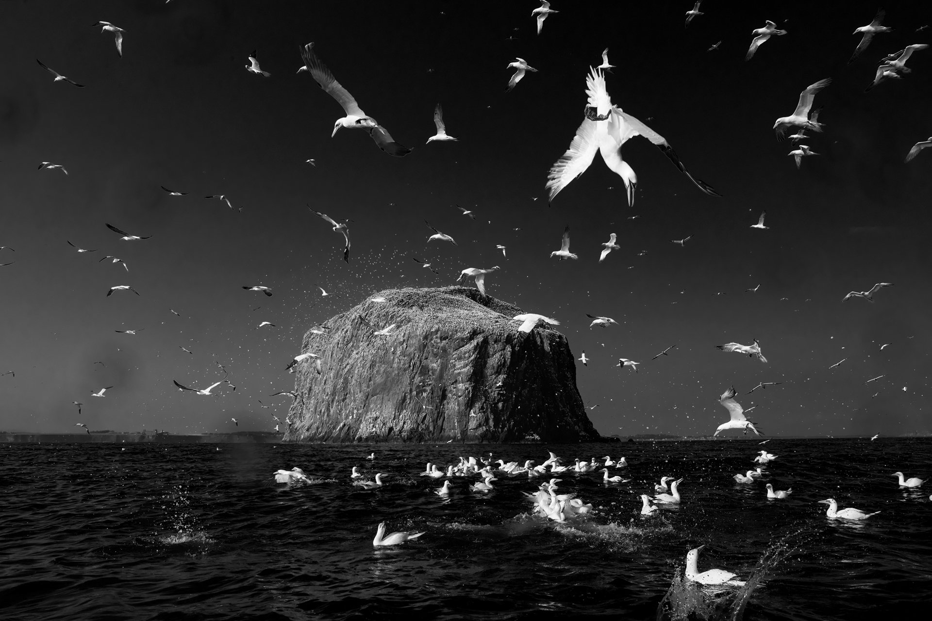 Northern Gannets diving